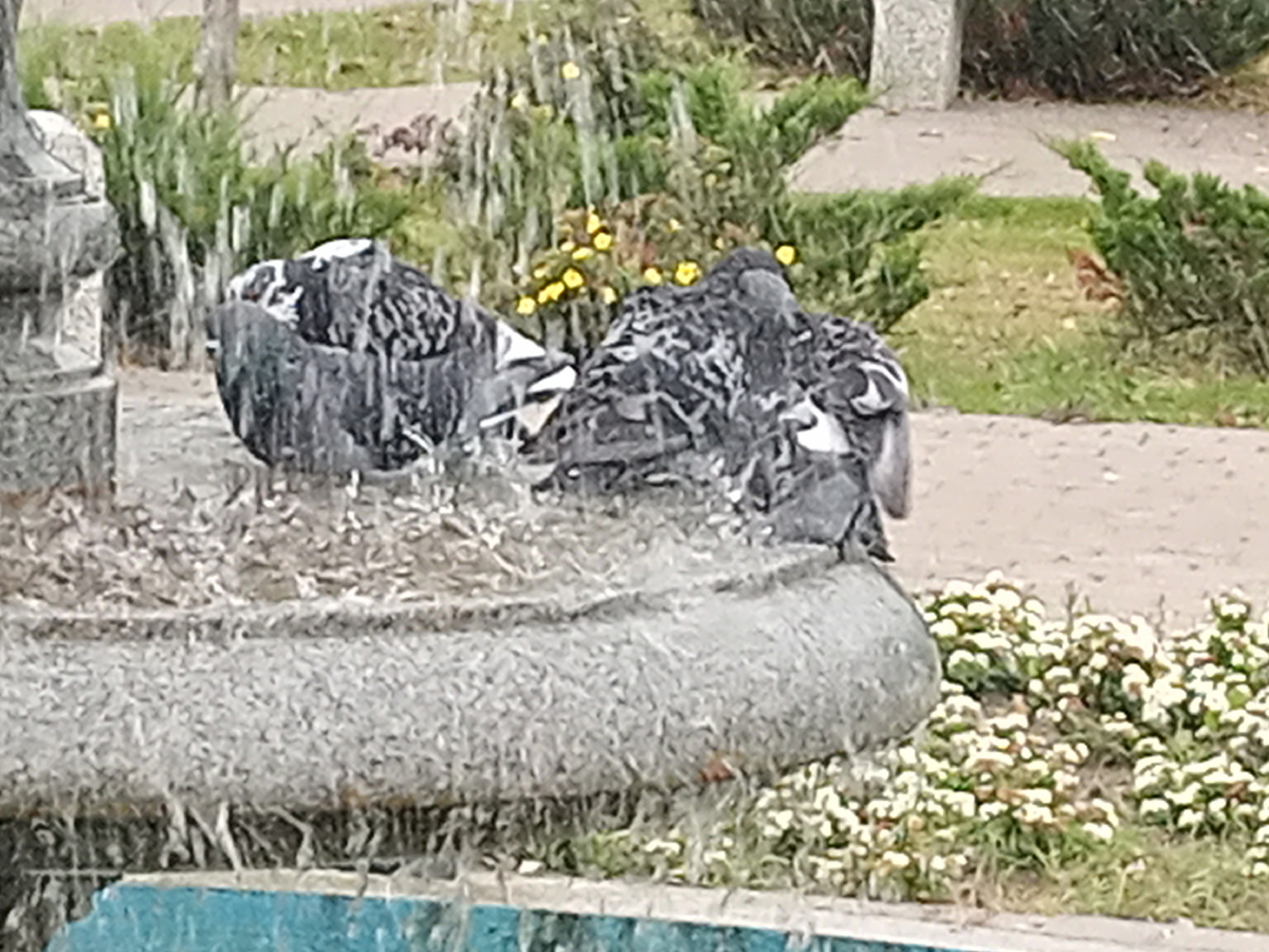 Прохладно, но голуби в фонтанах ещё купаются.....