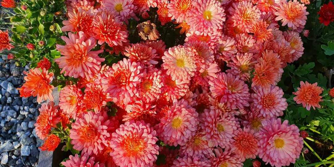 Спасаем хризантему мультифлора от вымерзания: 7 секретов зимовки, которые работают даже в Сибири — агрономы раскрывают все карты