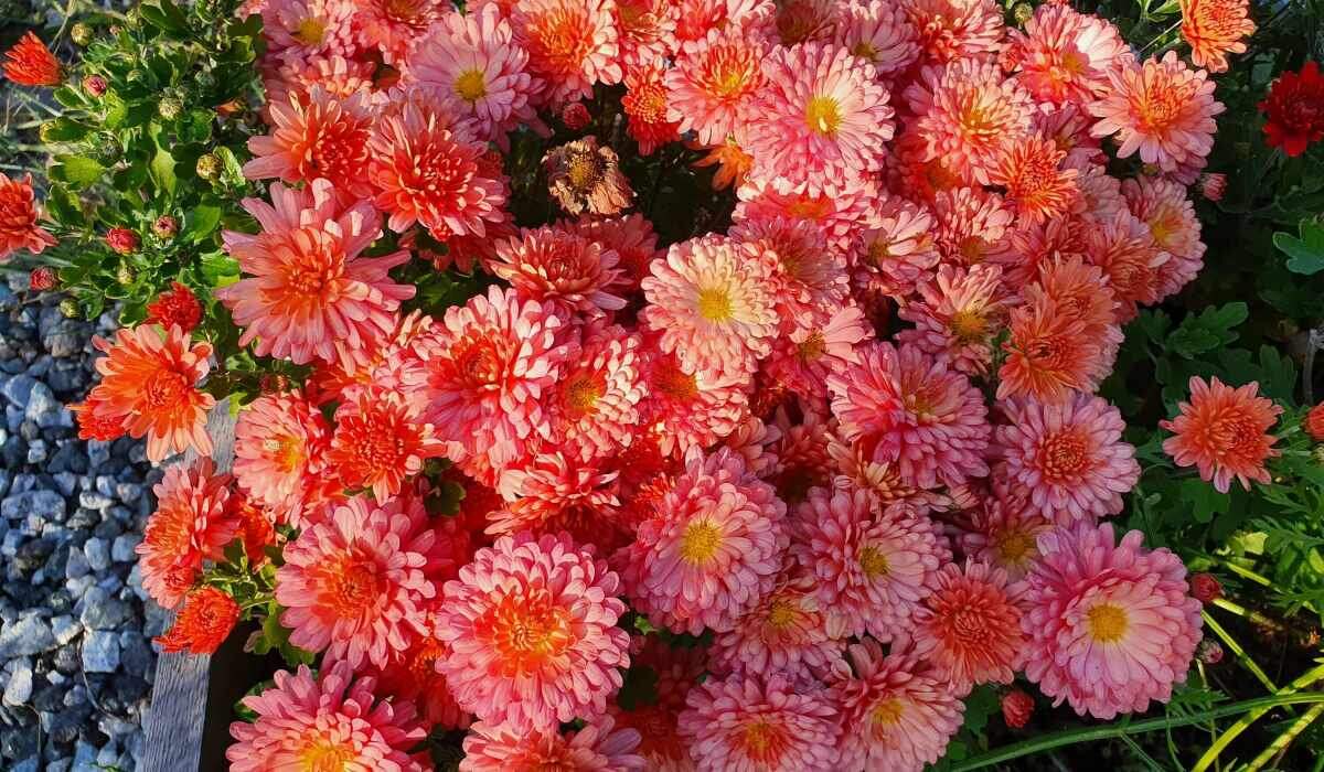 Почему кусты хризантемы мультифлоры гибнут зимой?