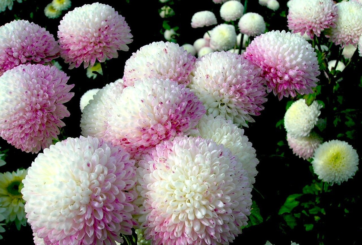 Какие сорта хризантемы переживут зиму без потерь в 2025 году