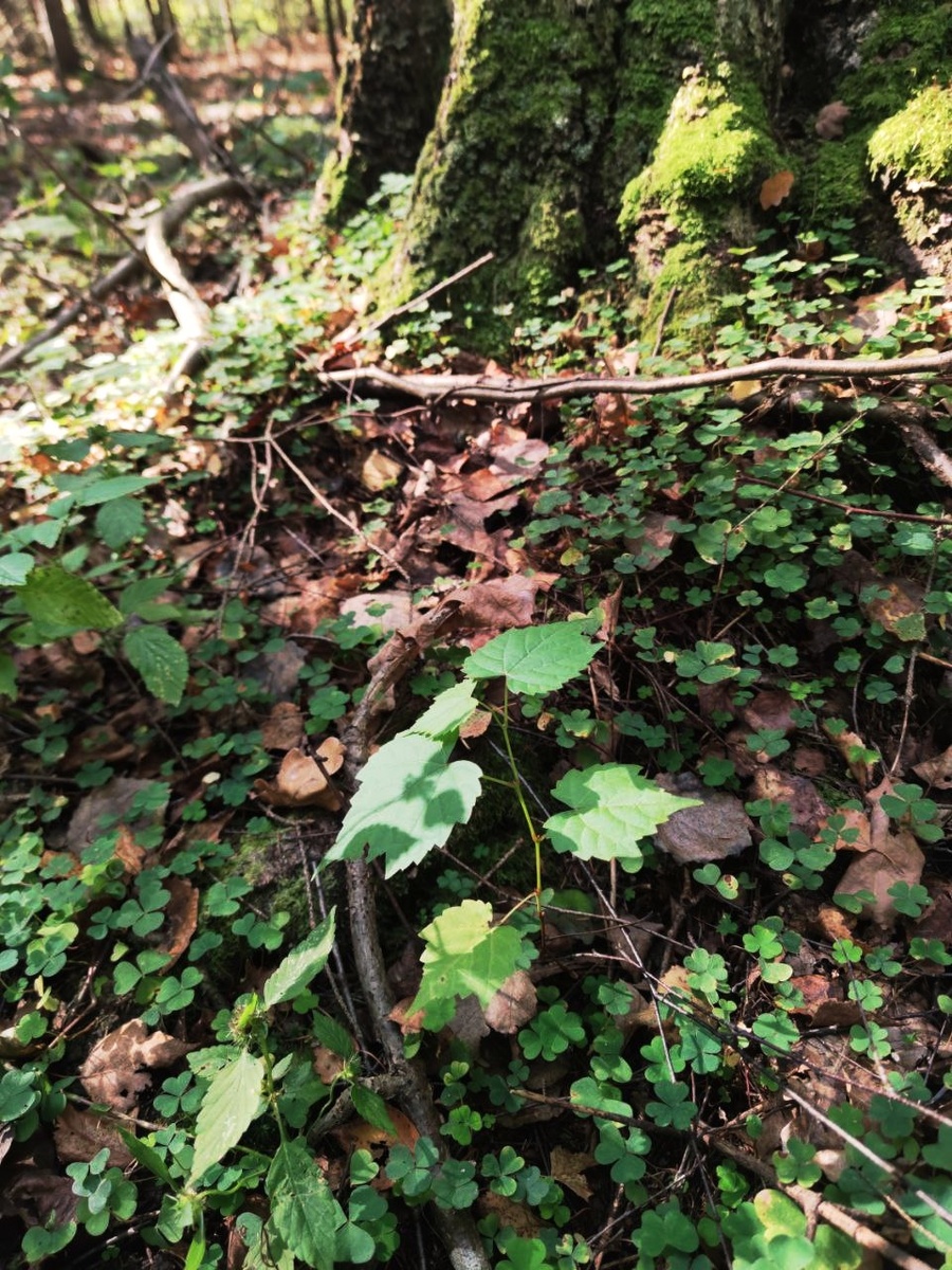 Сеянец винограда