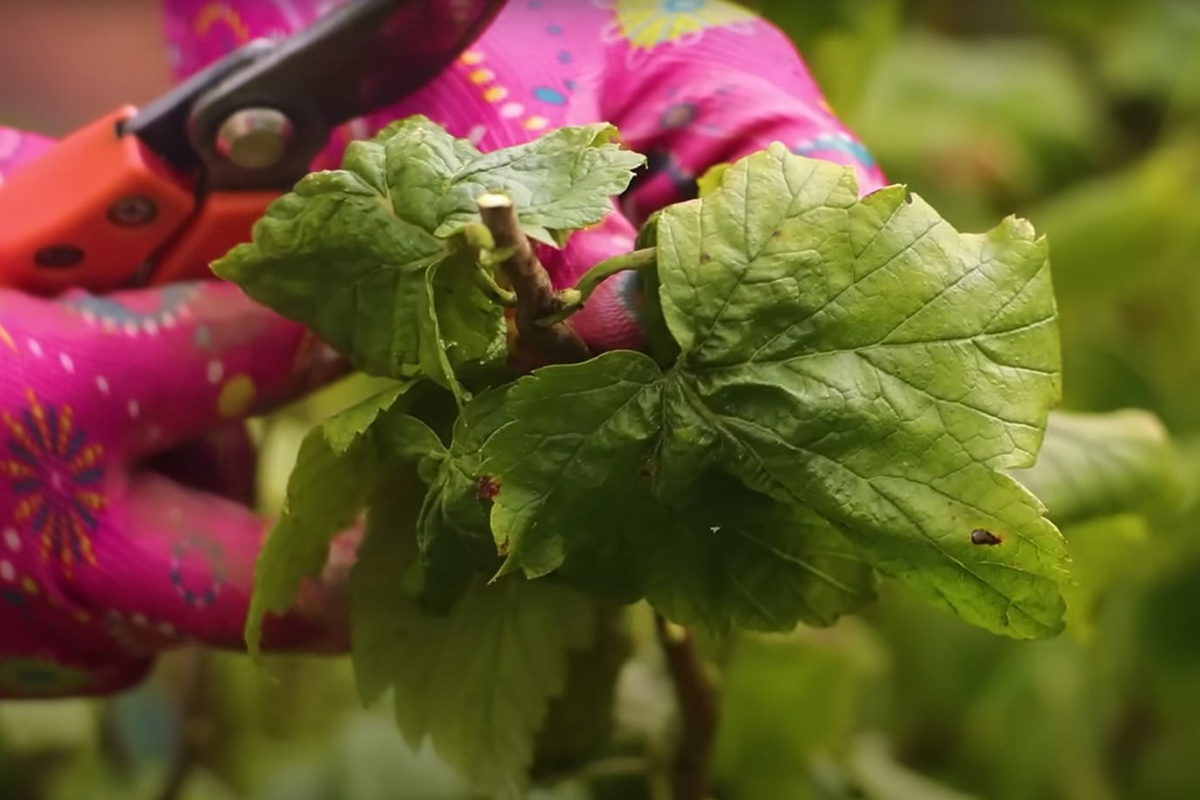 Скриншот видео