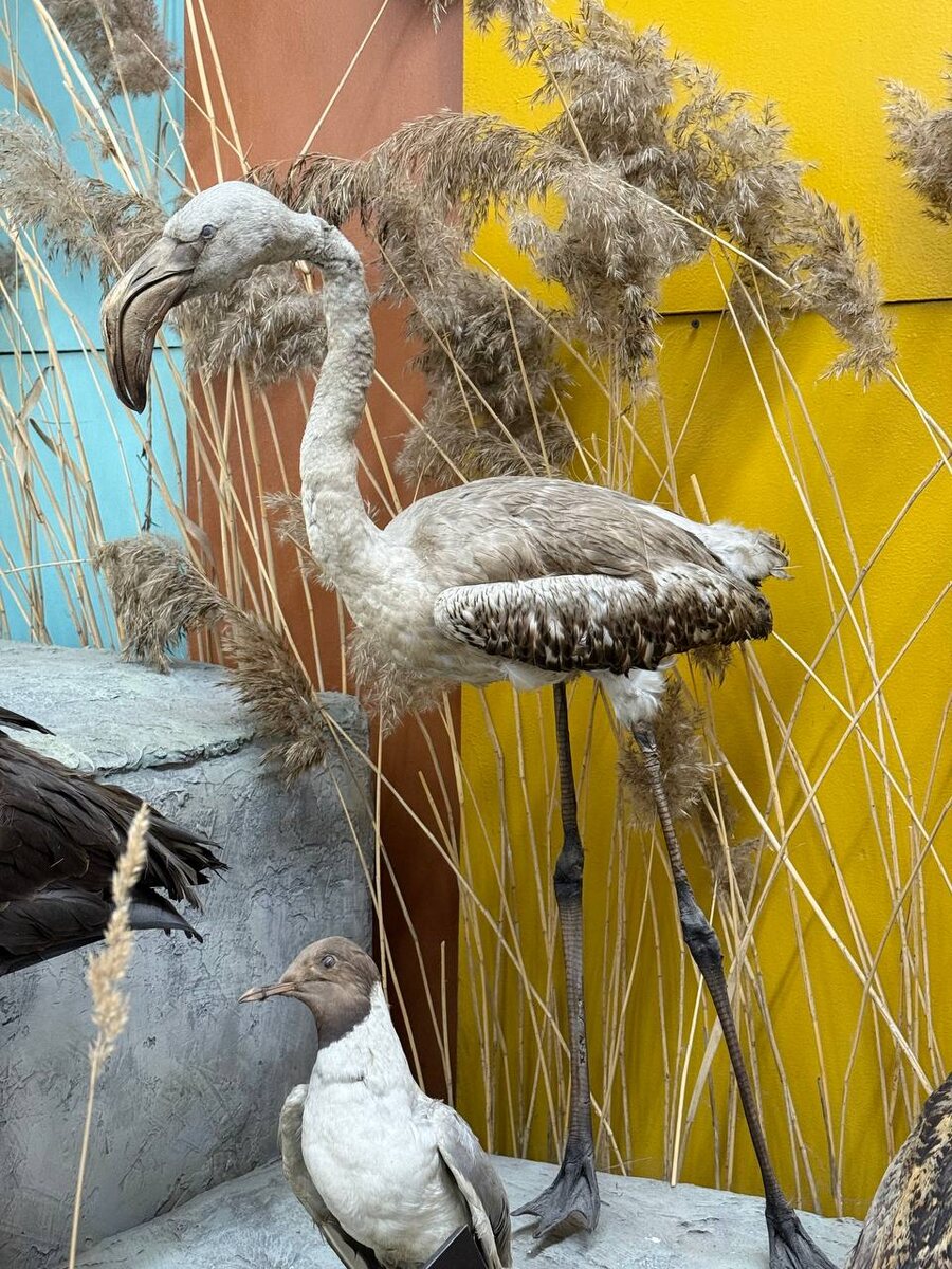 Фламинго из краеведческого музея города Б, с которого начинается роман. Фотография Елизаветы Раковой