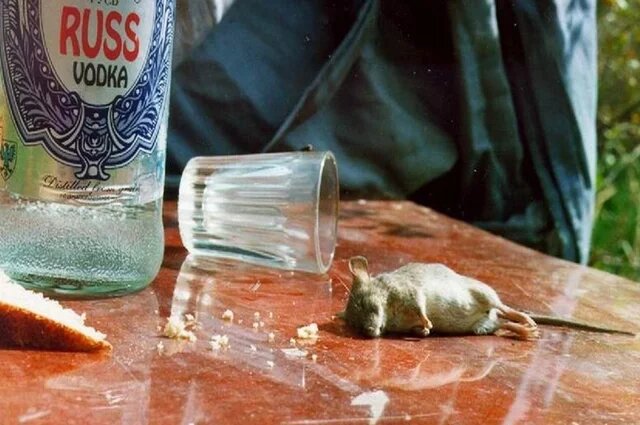    Массовая гибель людей от «палёного» алкоголя в Ленобласти: что известно?