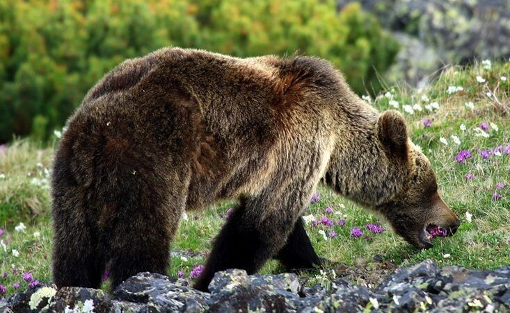    Фото: Группа Сохондинского заповедника во ВКонтакте. Виктор Яшнов