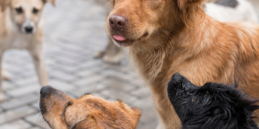 «ЗЕЛЁНЫЕ» призвали Валуева к гуманному отношению к животным. Сострадание – качество, отличающее человека от животных