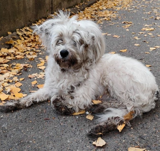 Старенький слепой пёсик с пустыми глазницами. 