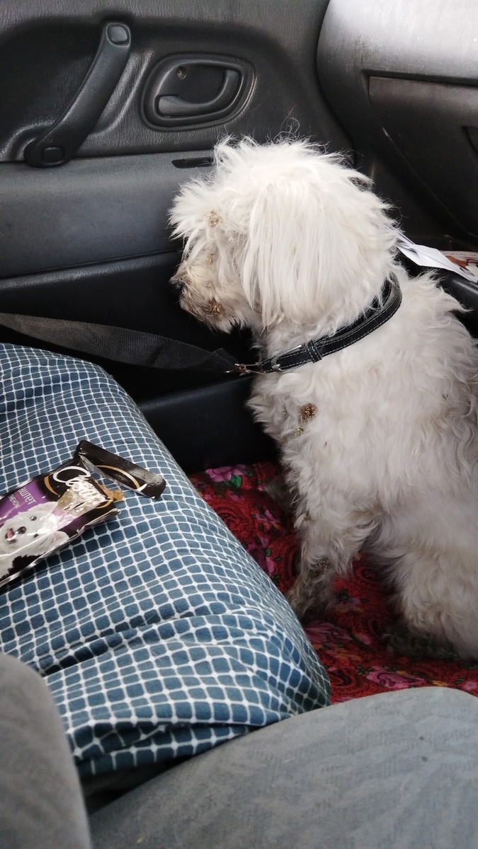 Старика забрали с улицы, он мог погибнуть