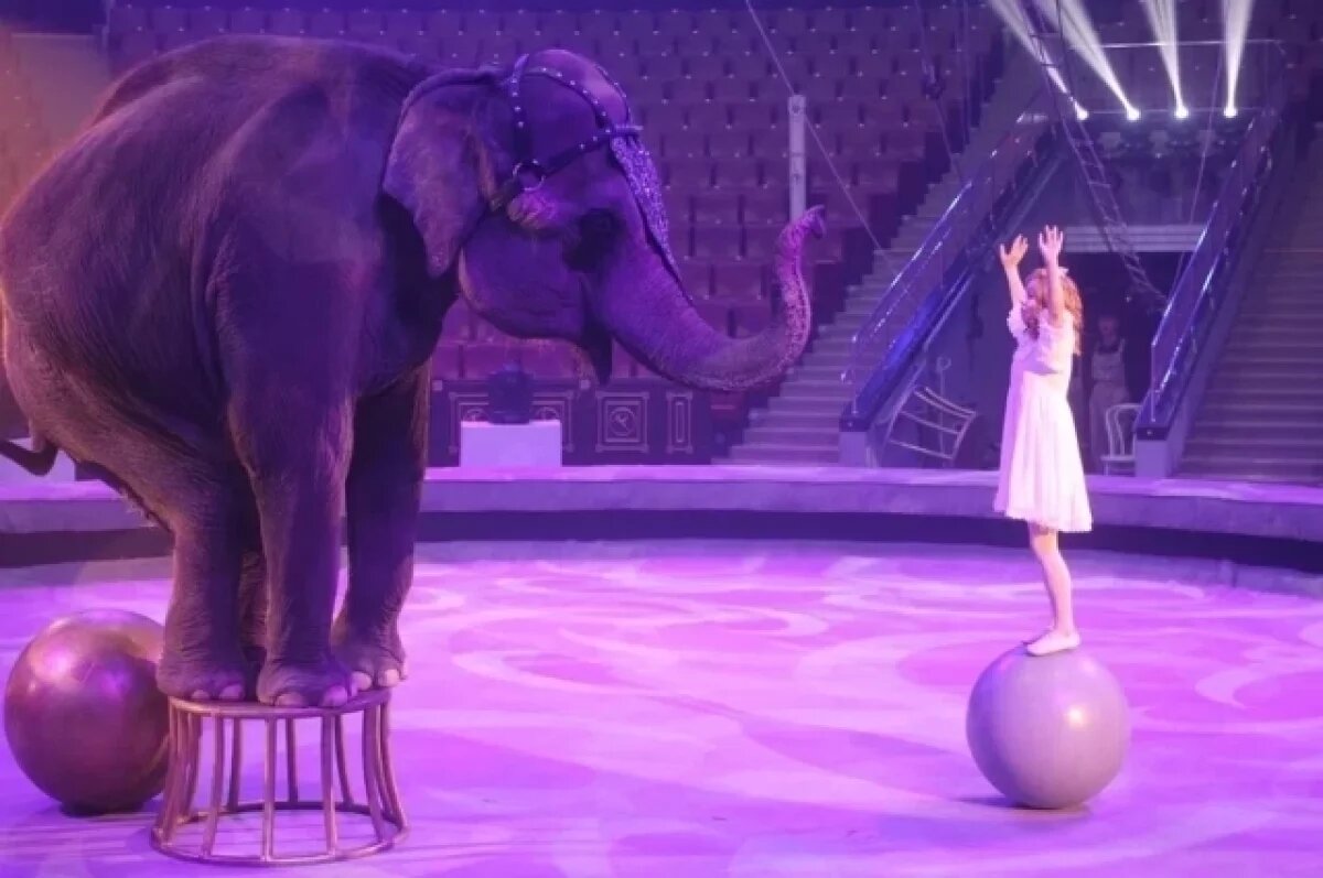    В саратовском цирке покажут спектакль «Девочка и слон»