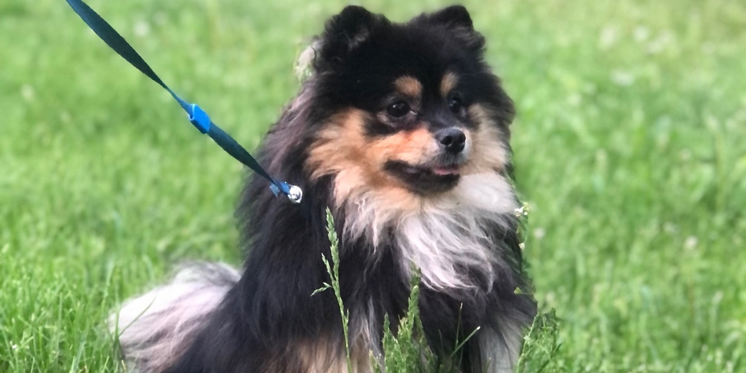 Как защитить питомца от бешенства: в Подмосковье стартуют уличные вакцинации