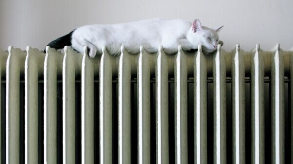    CC BY-SA 2.0 / Geoffrey Gallaway / Caturday