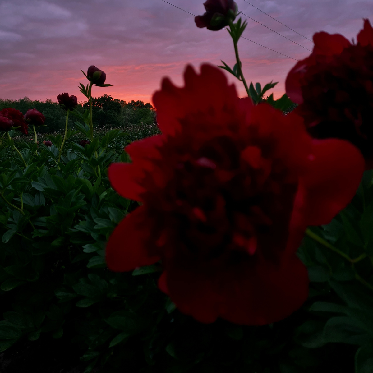 Red Charm' диаметр цветка 23 см , один из лучших гибридов, чемпион выставок.