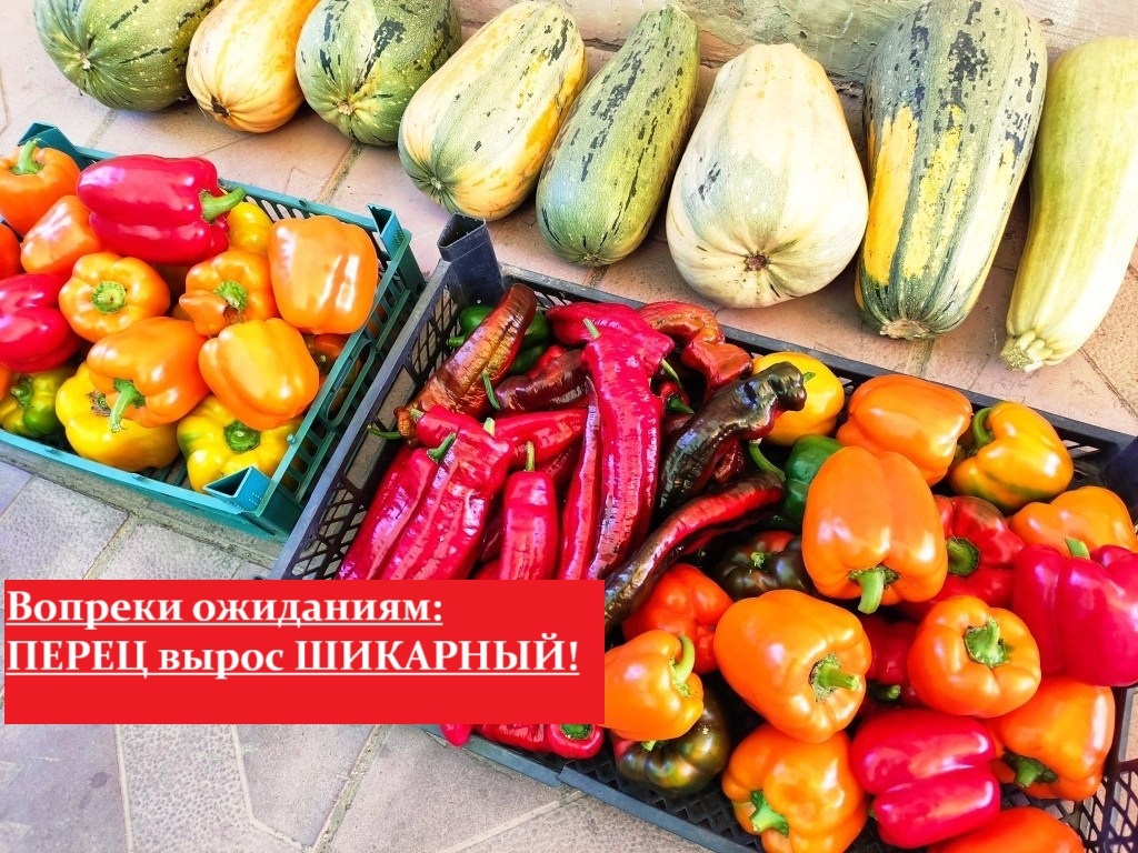 Отличный вырос нынче перец, хотя ничего не предвещало!