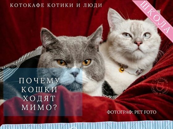 Почему кошки ходят мимо лотка?