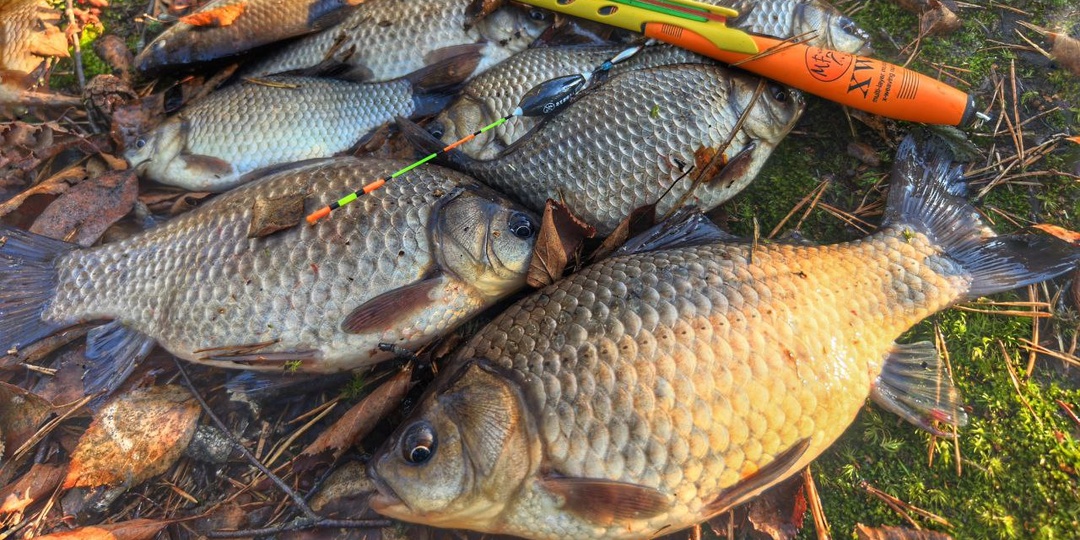 Оснастки для мелководья. Проверка вживую