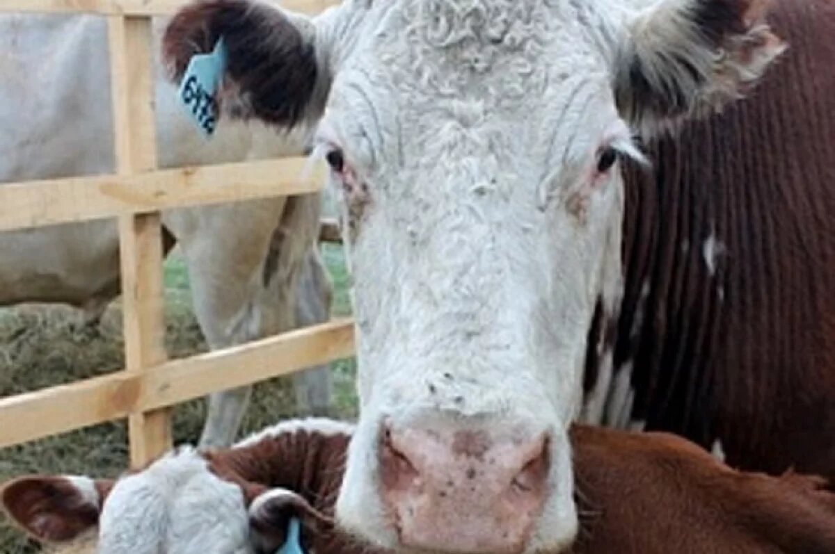    В Самарской области пострадавшей от агрессии коровы доярке дадут 700 тысяч