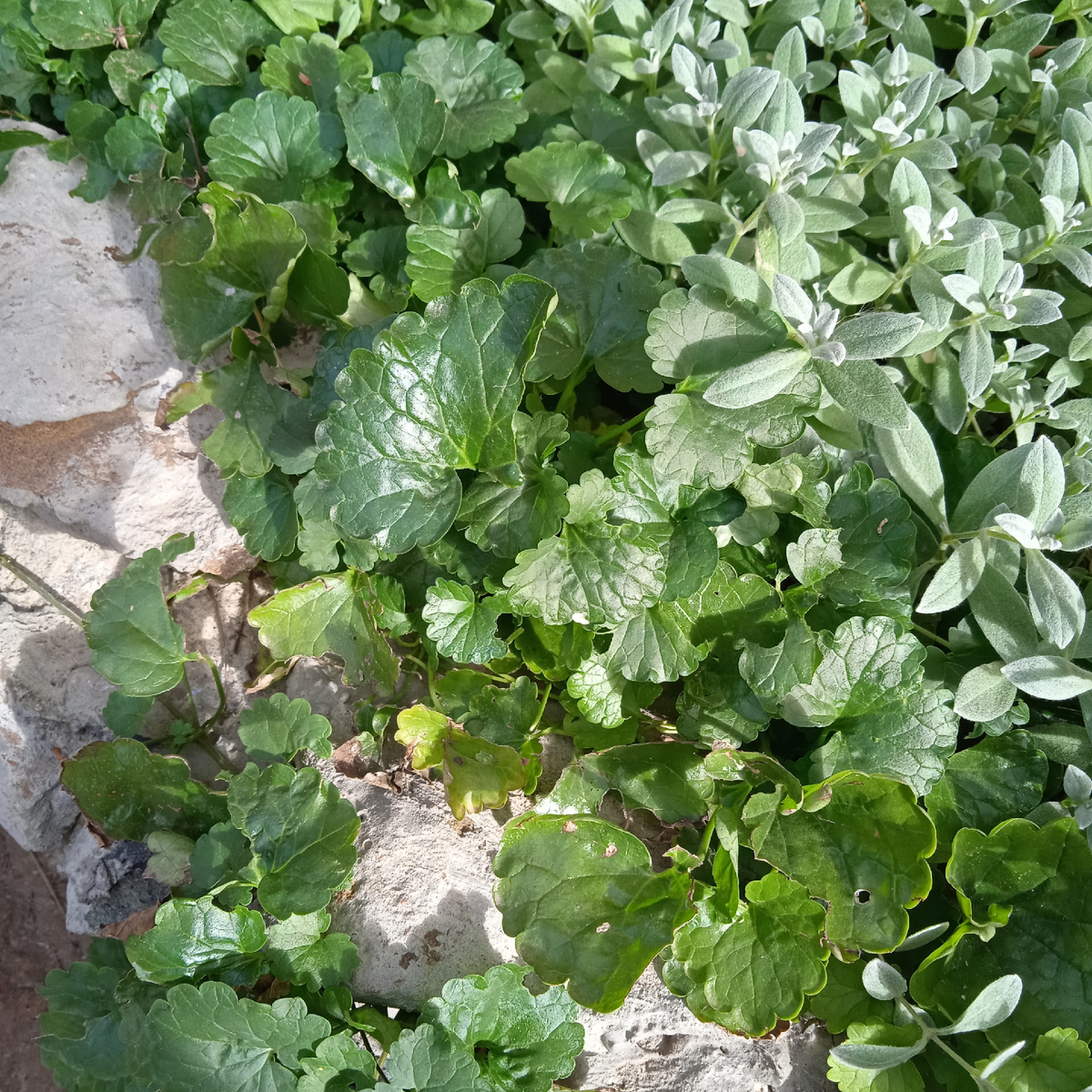 будра с ясколкой, кто кого