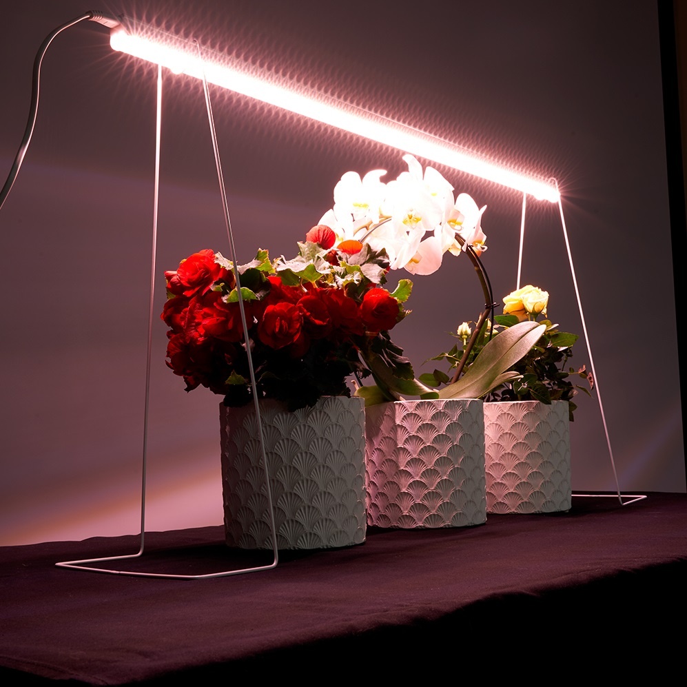 Фитолампы Feron