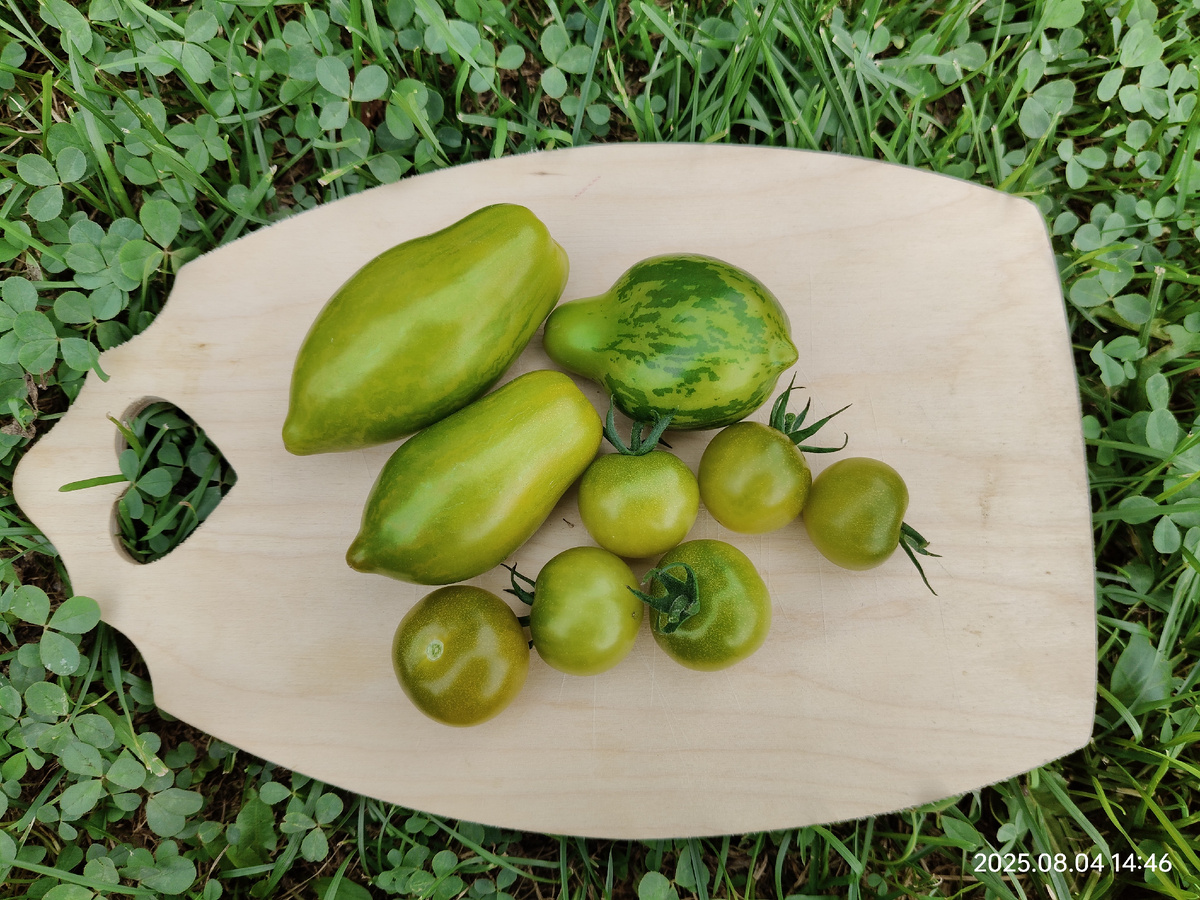 Дерзкая Мэри, Майкл Поллан, Доктор Грин