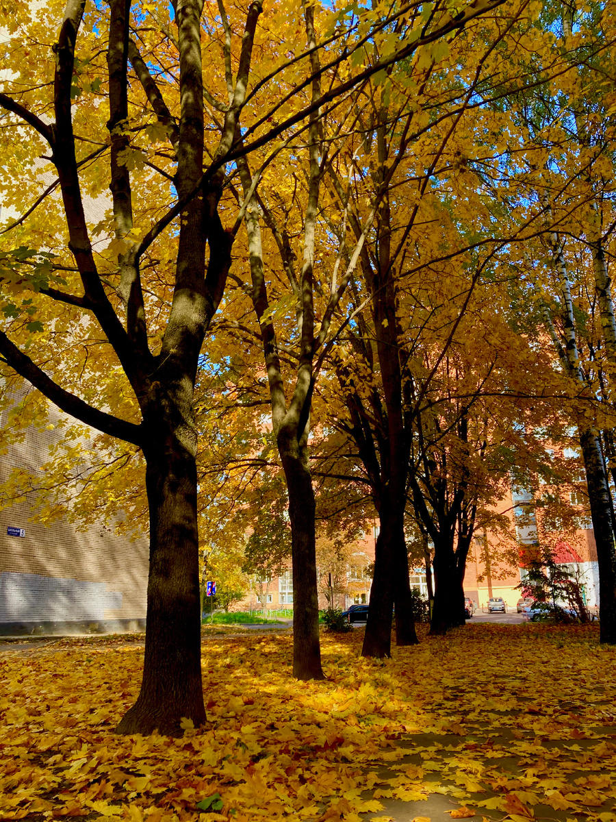 Золото под ногами💛