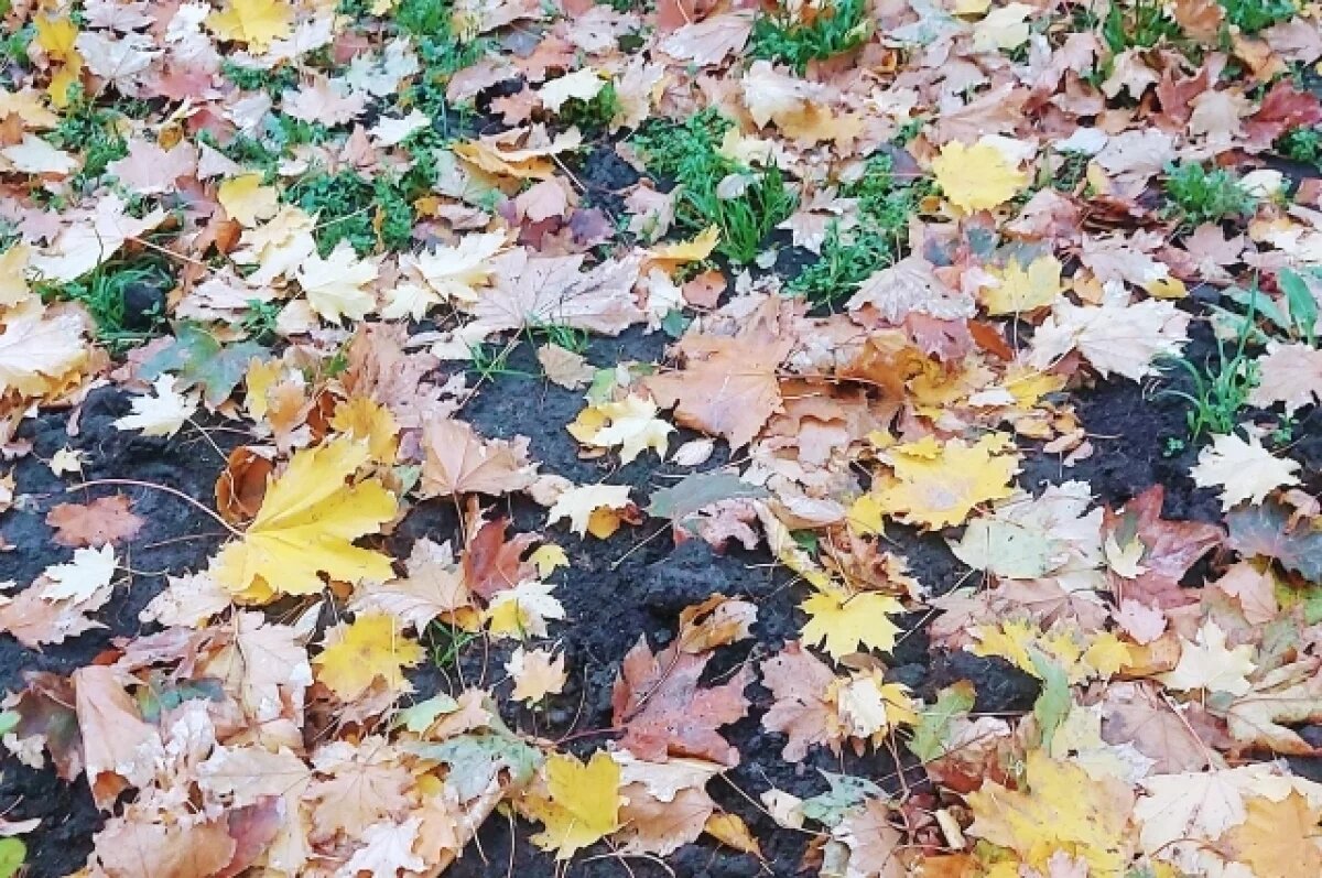    В Омске регоператор «Магнит» не будет вывозить листву после субботника