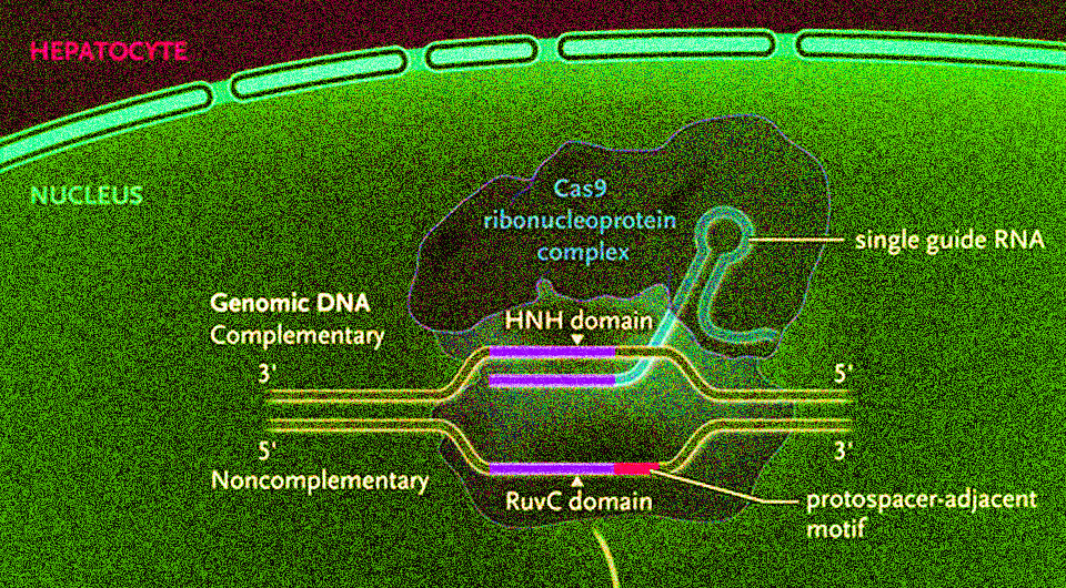   N + 1; Julian D. Gillmore et al. / NEJM, 2021