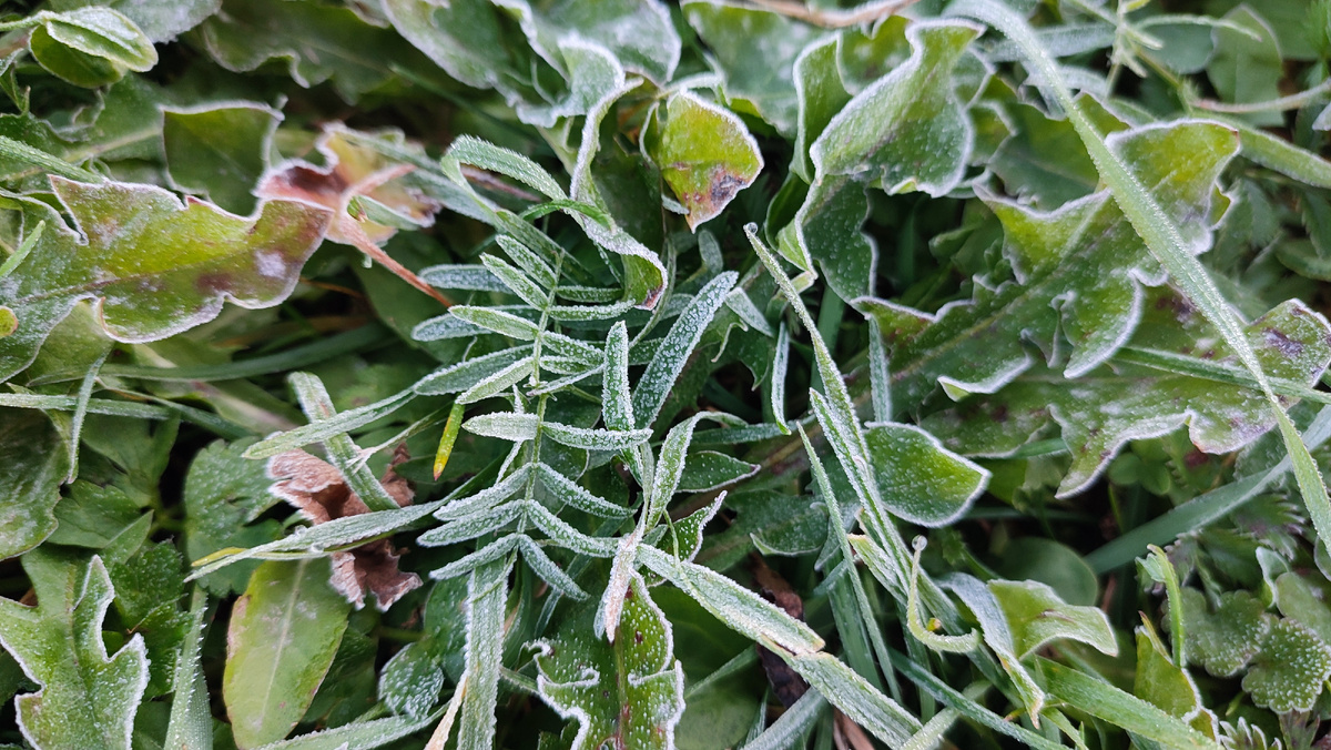 Утро встретило изморозью