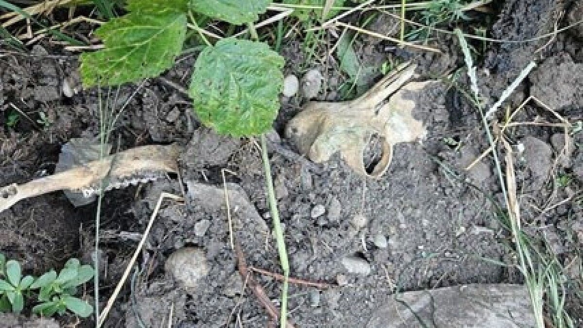    Фото: t.me/rsn_yug