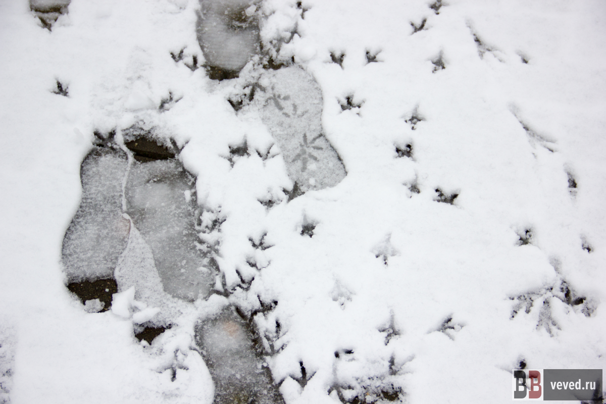     Фото: Андрей Гоголев / Вечерние ведомости