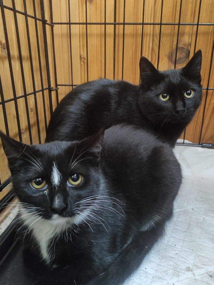 Звёздочка и Мотя