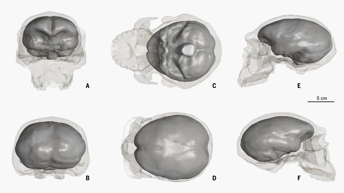     Фото: Xiaobo Feng et al.