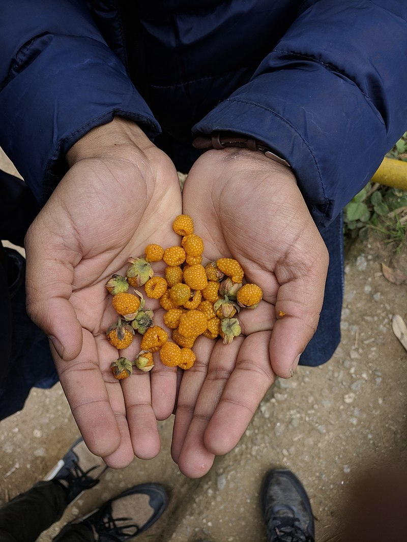 Поешь аизелу, брат