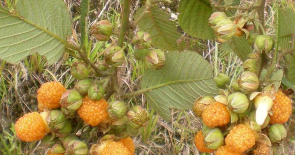 Растение, которое почти уничтожило Гавайи: как жёлтая малина стала биологическим оружием массового поражения