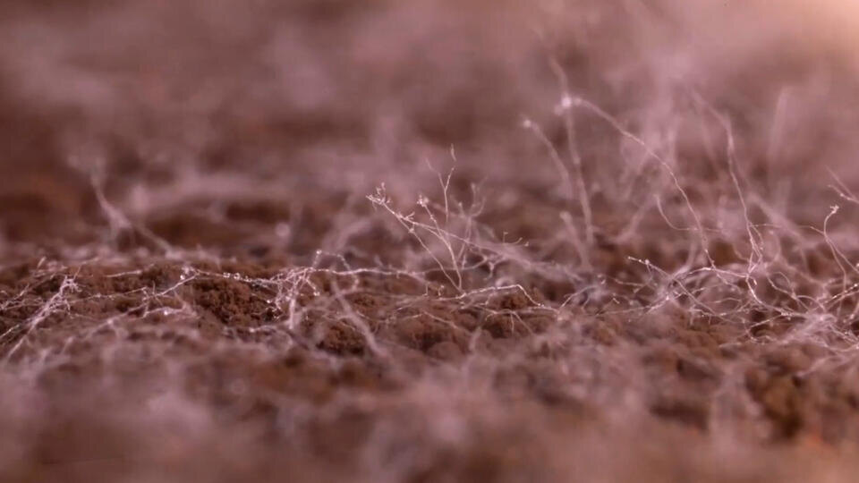 ФОТО: Кадр из программы "Невероятно интересные истории", РЕН ТВ