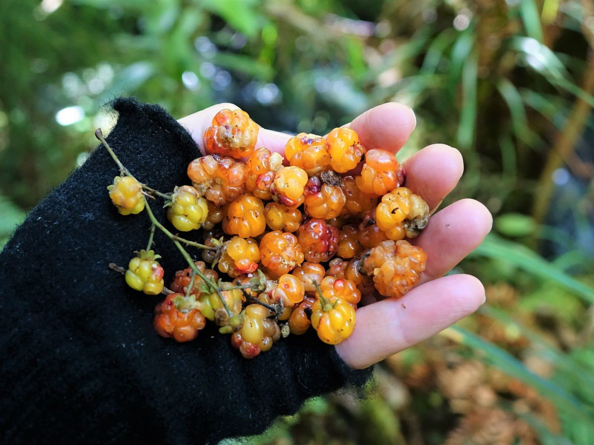 Вот она, желанная еда птиц!