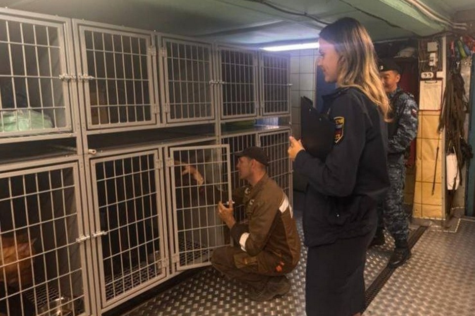    В Норильске владельцев приюта для животных заставили навести порядок. Фото: ГУ ФССП по краю