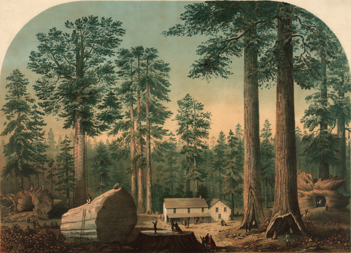 Рисунок рощи Калаверас до 1860 года. Мать Леса - вторая слева.