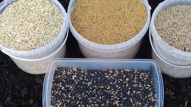 Засыпаю осенние сидераты под снег в октябре. Весной получаю готовую рассадную землю без затрат