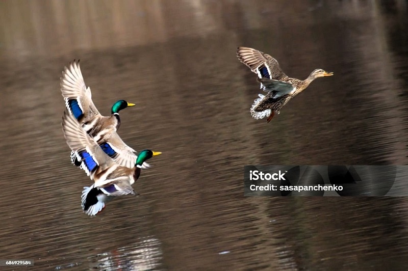 Утка прилетела