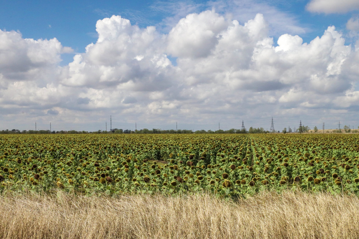    Фото: ТРК Таврия