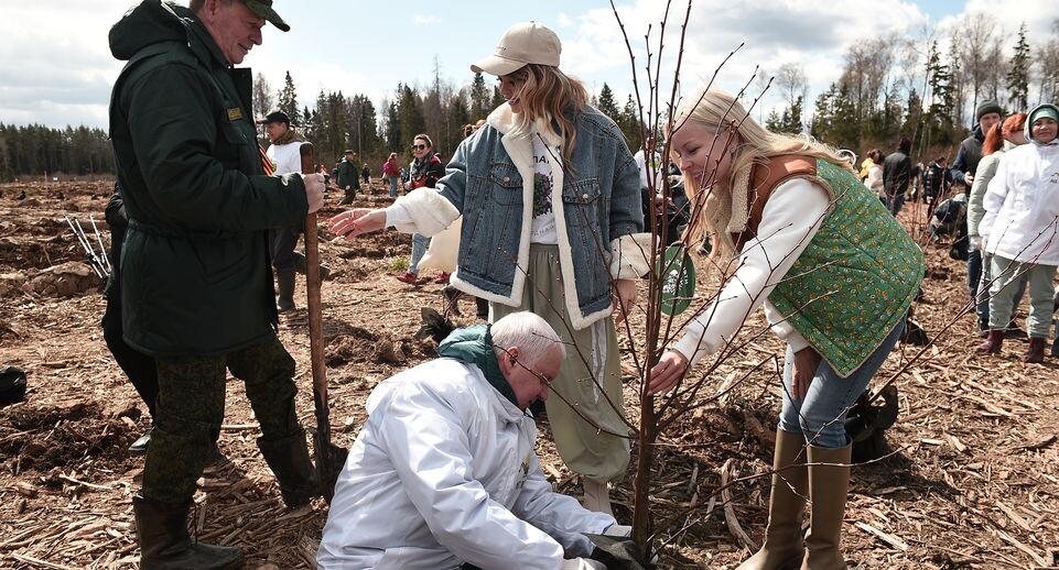    В Одинцовском округе дали старт областной акции «Лес Победы» / Медиасток.рф
