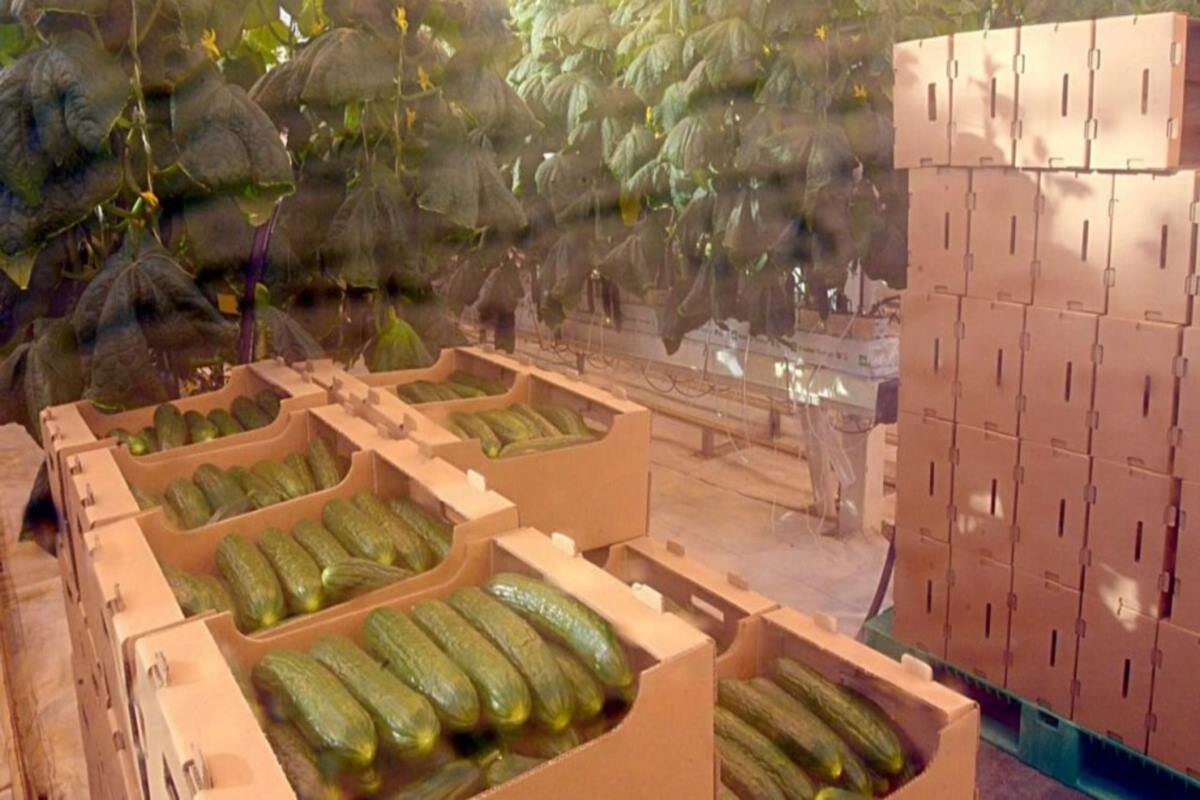    Фото: Минсельхоз Челябинской области, источник: 1obl.ru