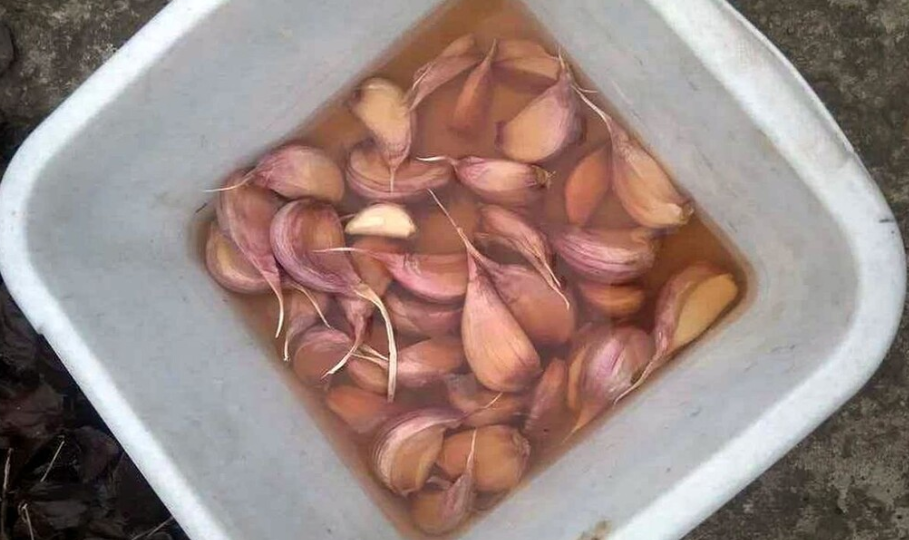В чём замочить чеснок, лук и луковичные цветы перед посадкой для дезинфекции: самые эффективные способы дезинфекции луковых перед посадкой