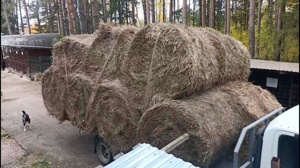14 тюков сена и соломы приехало вчера в приют