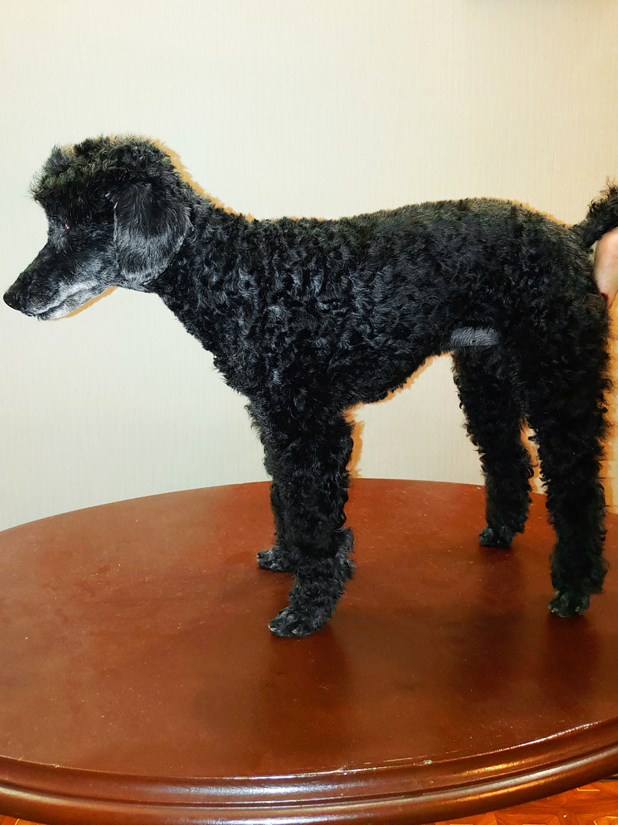 Пудель после груминга