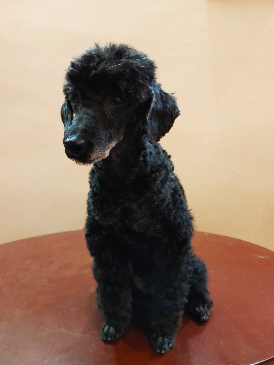 Новая стрижка