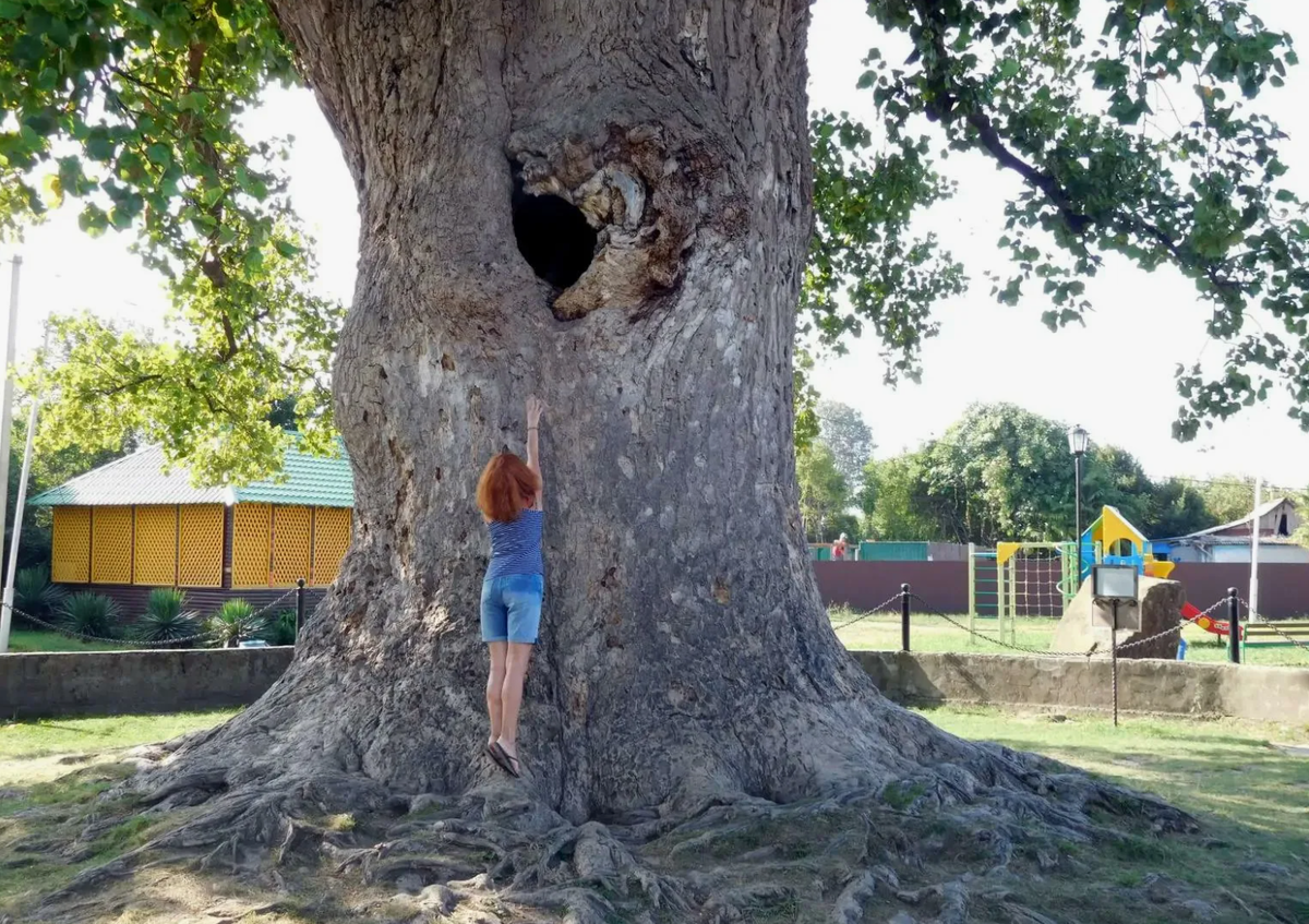 Тюльпановое дерево Головинка