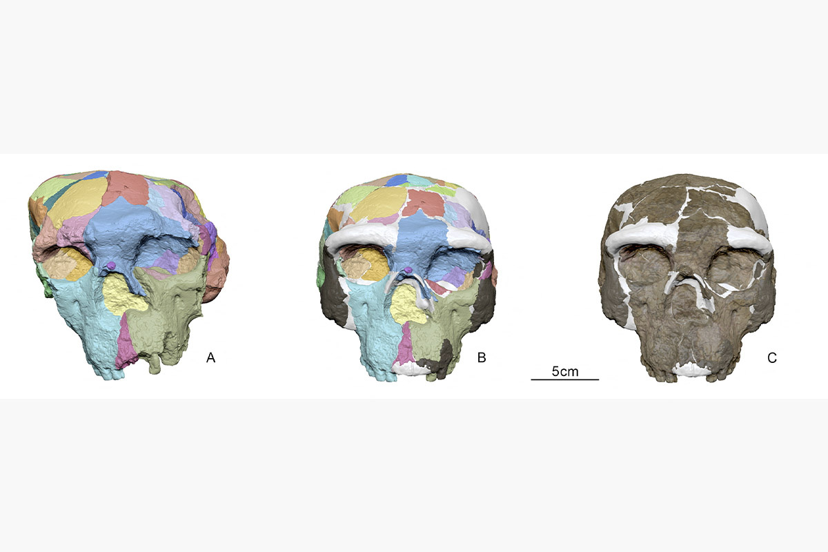 Xijun Ni / Reuters📷Процесс цифровой реконструкции, использованный для архаичного человеческого черепа, названного Юньсянь 2, обнаруженного в 1990 году в китайской провинции Хубэй
