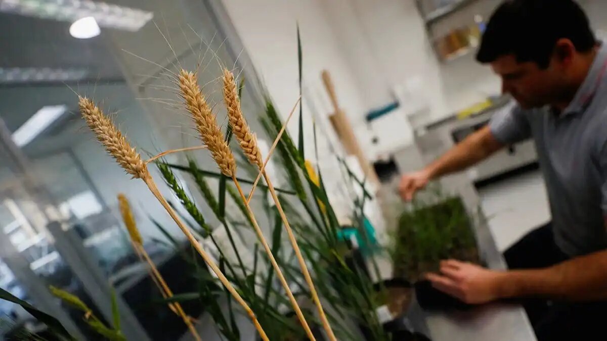 Фото:Агустин Маркариан / Reuters
Растения пшеницы, генетически модифицированные с помощью HB4 в лаборатории Bioceres Crop Solutions в Росарио, Аргентина