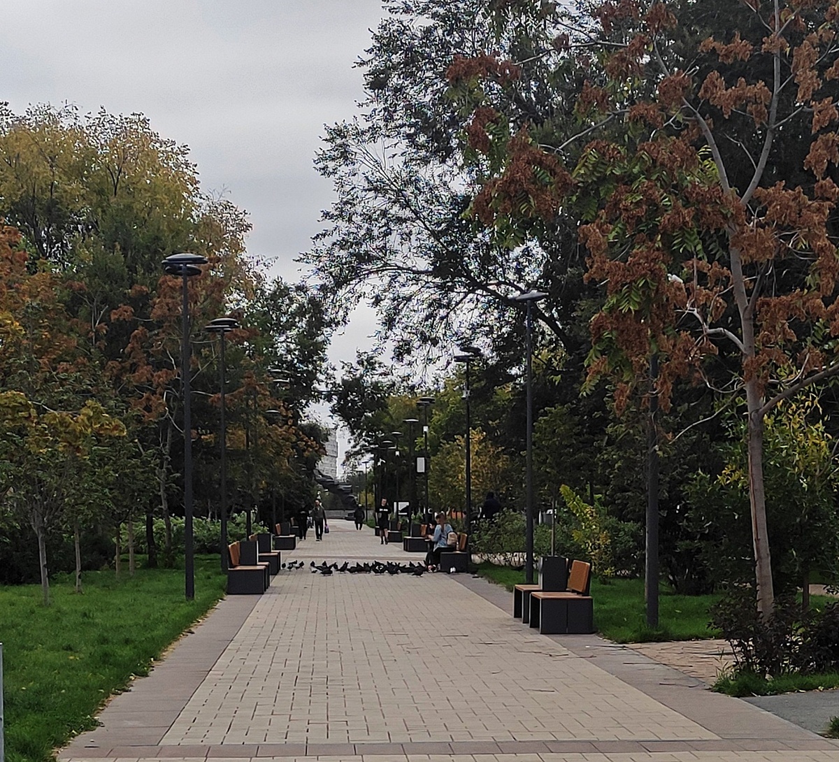 В багрец и золото волгоградские деревья не торопятся наряжаться